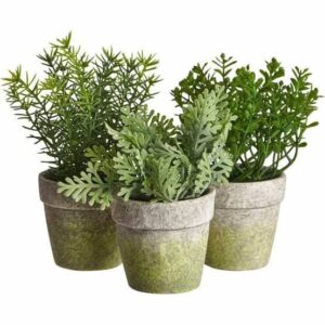 FLOWER IN A SMALL WOODEN CEMENT POT(HERB)