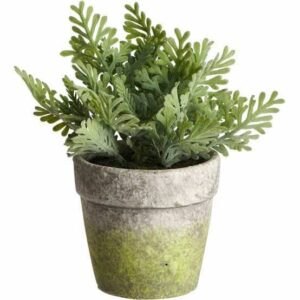 Alternative view of FLOWER IN A SMALL WOODEN CEMENT POT(HERB)