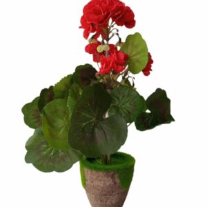FLOWER IN A SMALL WOODEN POT(GERANIUM)
