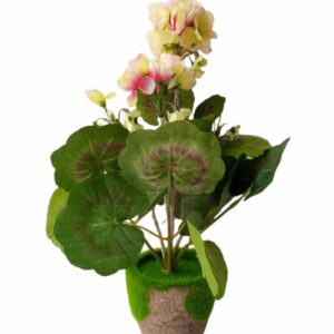 Alternative view of FLOWER IN A SMALL WOODEN POT(GERANIUM)